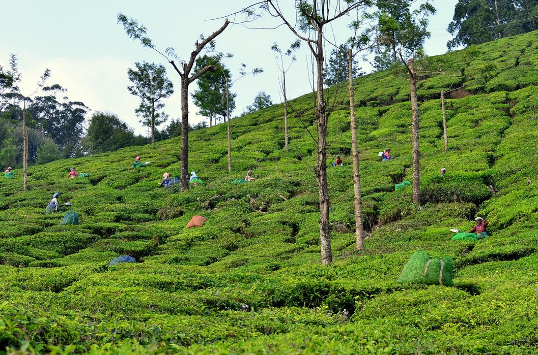 Kerala Group Tour Package | Free Visit to Periyar National Park - Image 1